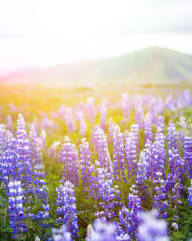 Field of purple flowers with mountains in the background at Avilla Heritage, Grand Prairie, 75052