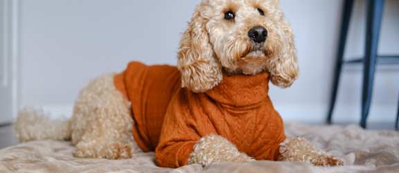 A dog wearing an orange shirt is sitting on a bed.