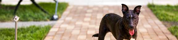 A black dog is standing on a brick path with its tongue out.