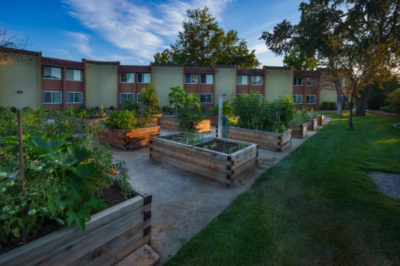 The community garden at Sierra Sunrise
