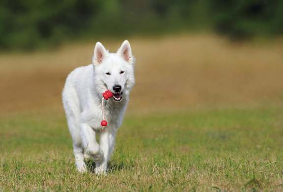 a white dog running with a red toy in its mouth at East 51 At Rocketts Landing, Richmond, 23231
