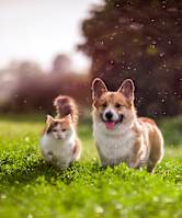 A cat and a dog are running in a grassy field.