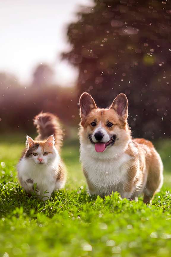 A cat and a dog are running in a grassy field.