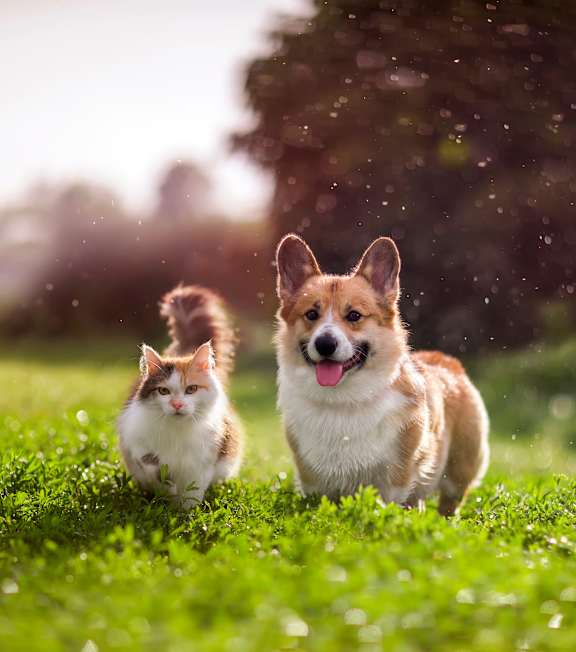 A cat and a dog are running in a grassy field.