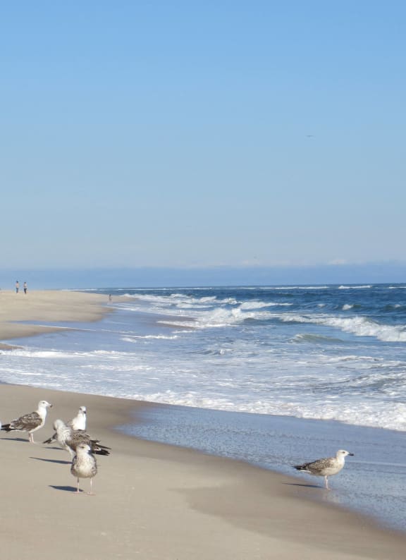 a group of birds walking on the beach near the ocean