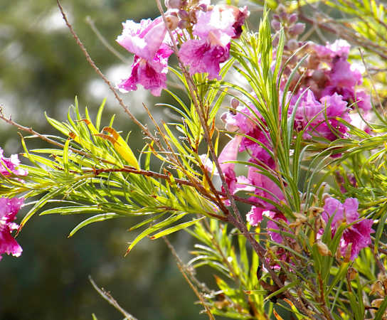 a plant with pink flowers and green leaves at Arterra, Albuquerque, NM