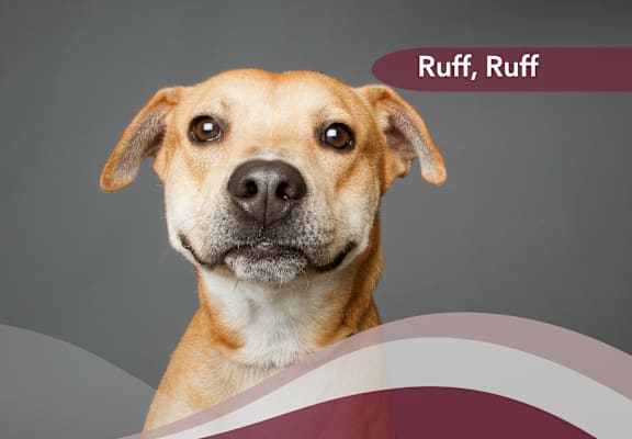 a picture of a brown dog with a grey background and a roll ruff logo
