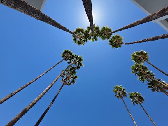 A group of palm trees are seen from below.