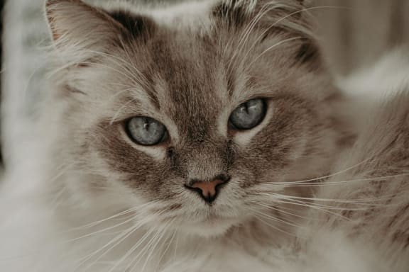 a cat with blue eyes looking at the camera
