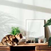 a cat sitting on a desk with plants and a mirror