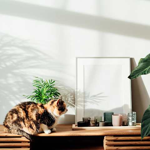 A cat sits on a wooden table next to a mirror, a potted plant, and some candles.