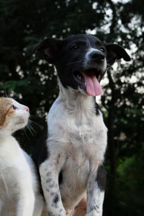 a dog and a cat standing next to each other