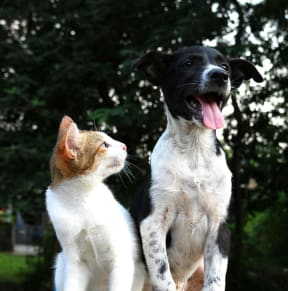 a dog and a cat standing next to each other