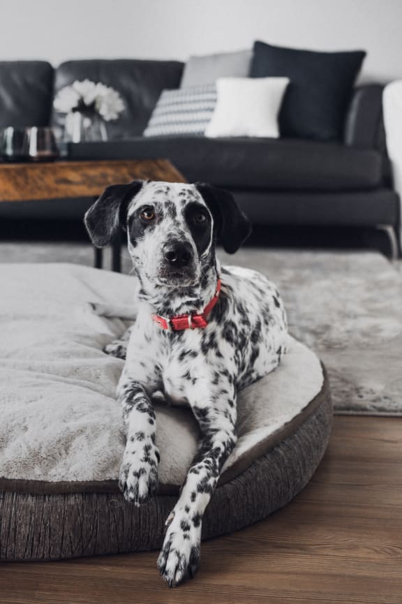 a dog sitting on a dog bed in a living room