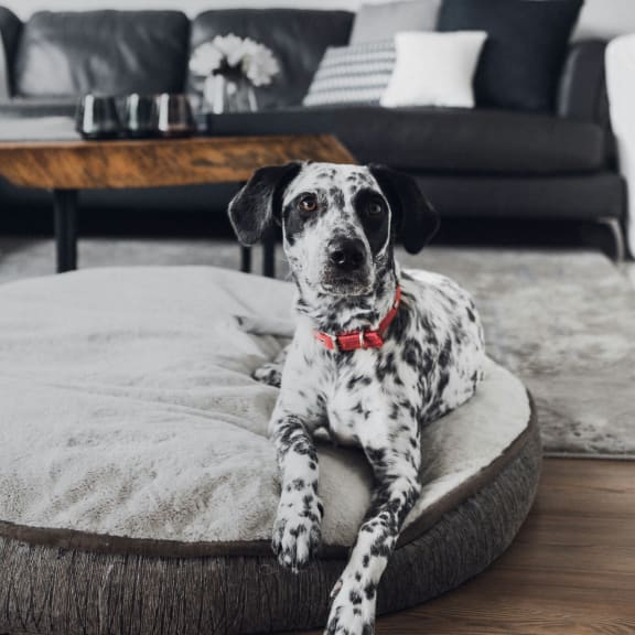 a dog sitting on a dog bed in a living room