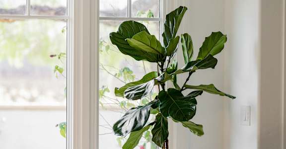 A green leafy plant sits in a pot on a table next to a chair.