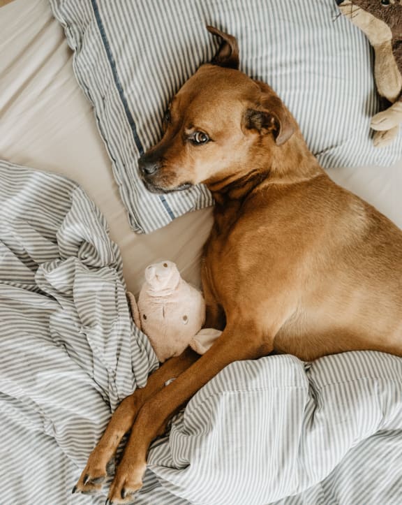dog relaxing at pet friendly Vue 22 Apartments, Bellevue, WA 98007
