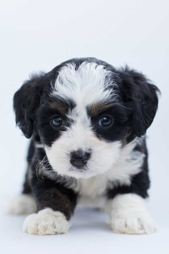 a small brown and white dog sitting in the grass