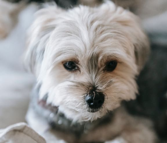 a small white dog sitting on a couch