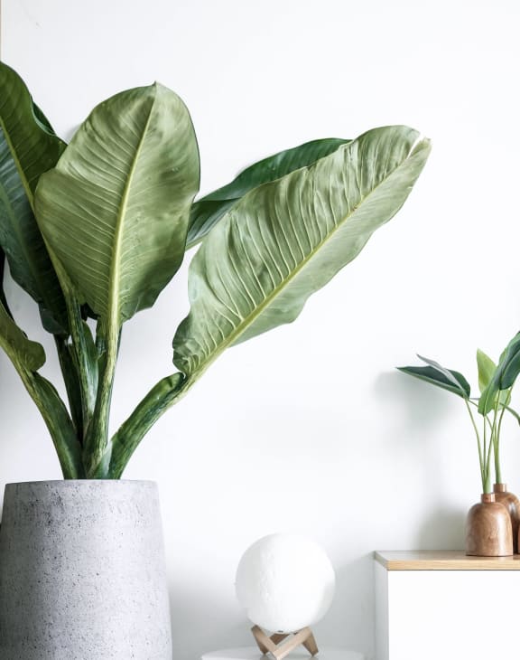 a large green plant in a concrete vase next to a white table