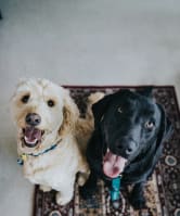 we're pet friendly! two dogs on a carpet photo