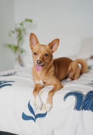 a small dog laying on a bed with its tongue out at Pacific Walk, Lakewood, Washington