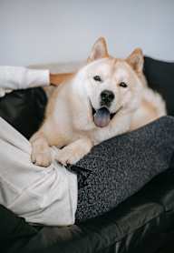A dog is sitting on a person's lap.