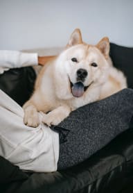 a dog laying on a couch next to a person