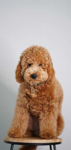 A brown dog with a collar is sitting on a stool.