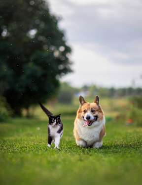 Cat And Dog at The Robert Apartments, Madison Alabama