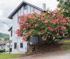 A white house with a large bush of pink flowers in front.