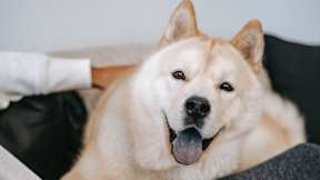 A dog is sitting on a person's lap.