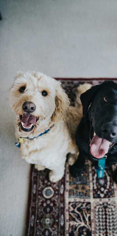 Two dogs sitting on a patterned rug.at Alante Homes at Spring Run, Caldwell, 83607