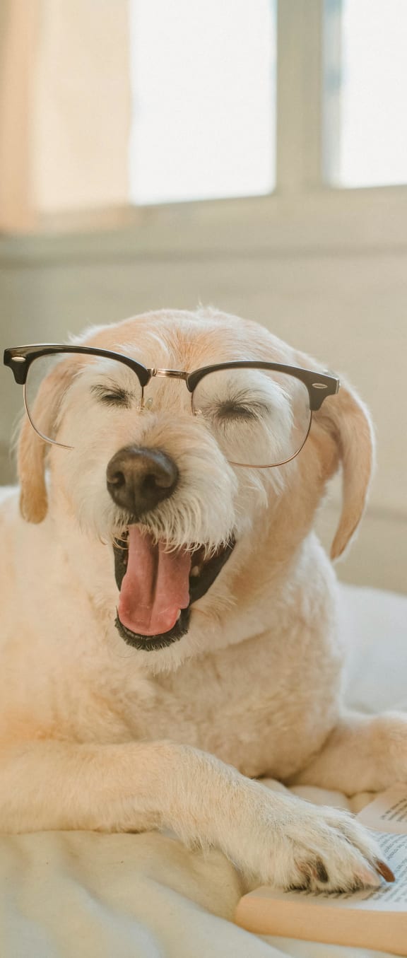a white dog wearing glasses and lying on a bed