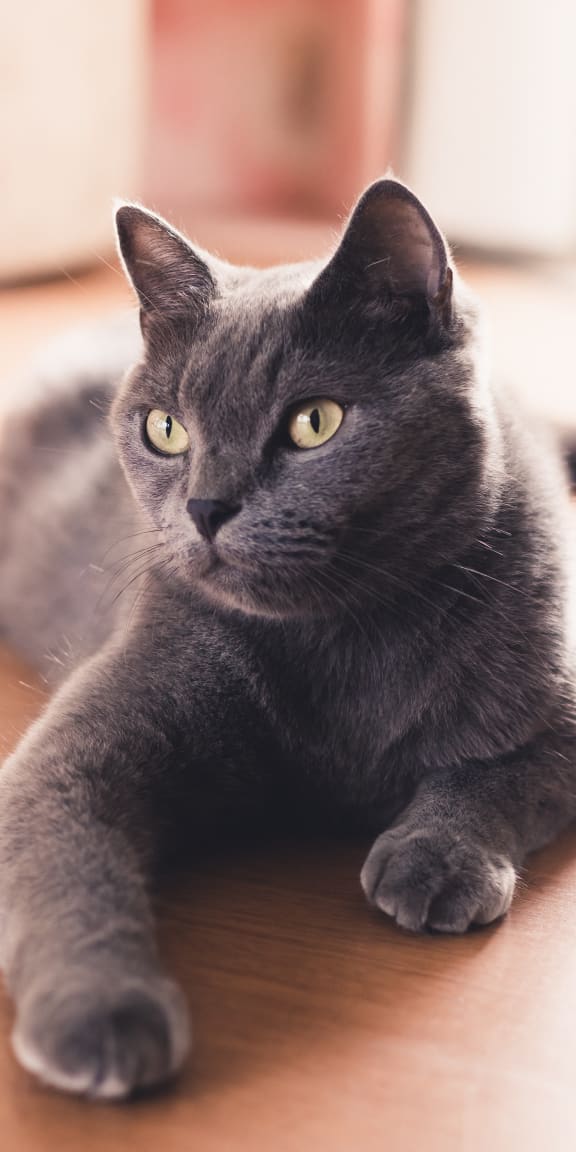a gray cat laying on top of a wooden floor