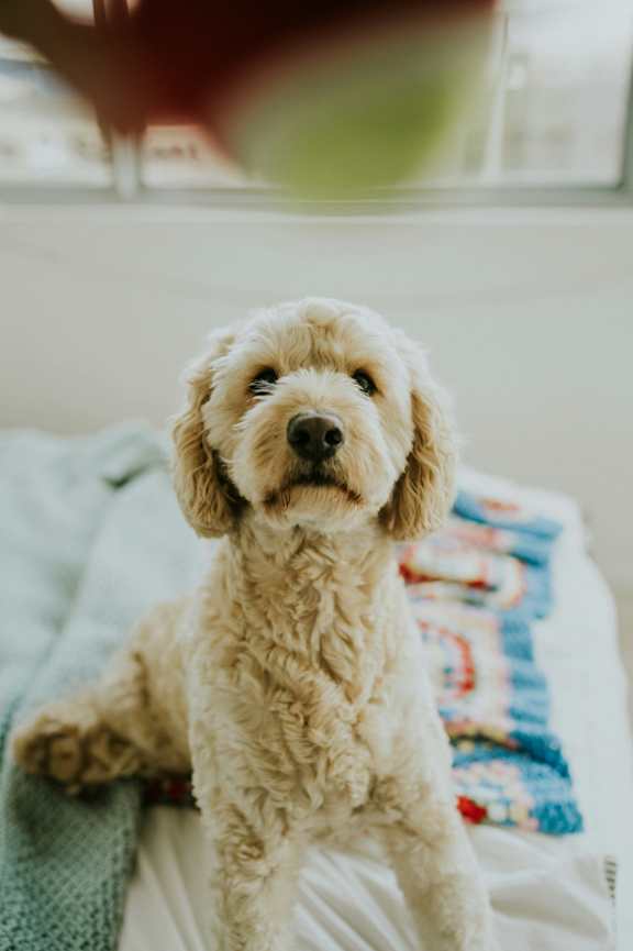 A small, light brown dog with curly fur is sitting on a white surface.