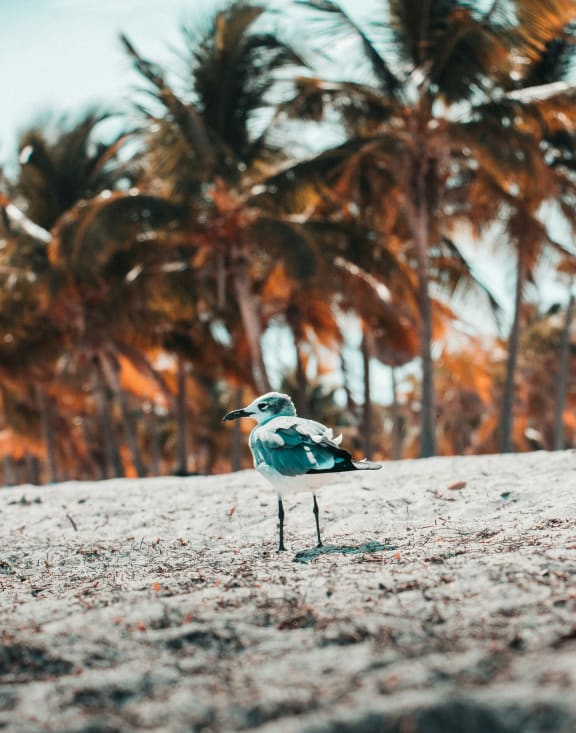 a bird standing on the beach with palm trees in the background