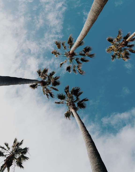 Palm trees reaching up towards the sky.