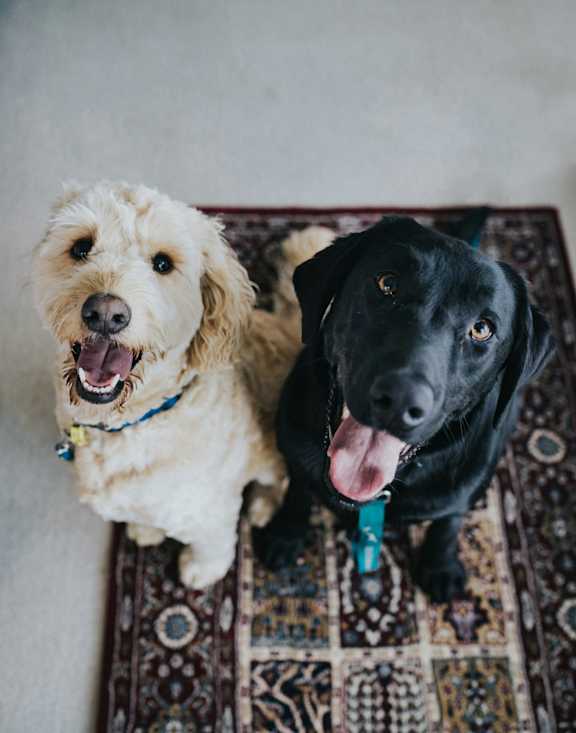 Two dogs sitting on rug at Wilmington Flats, Salt Lake City, UT