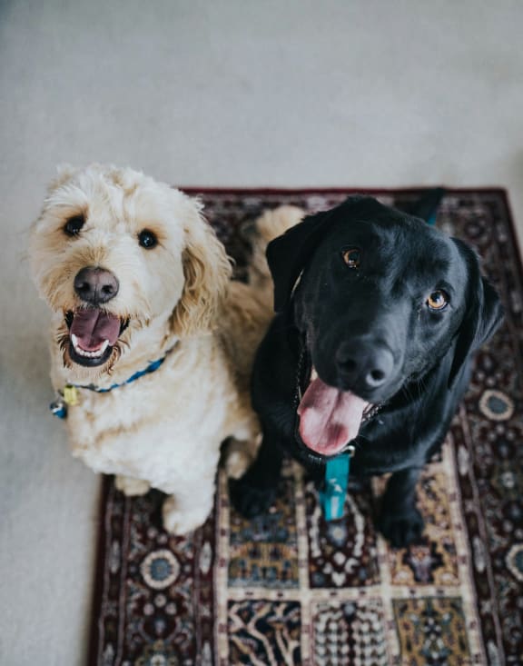 two dogs sitting on a rug on the floor
