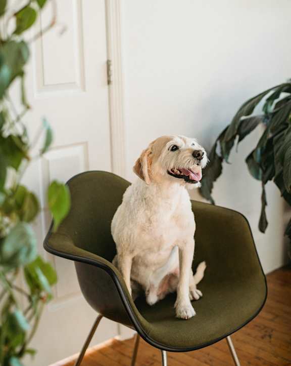 a dog sitting in a chair in a room with plants
