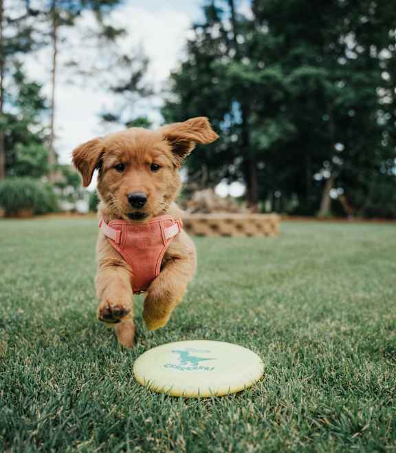 A dog in a pink shirt is running towards a frisbee on a grassy field.