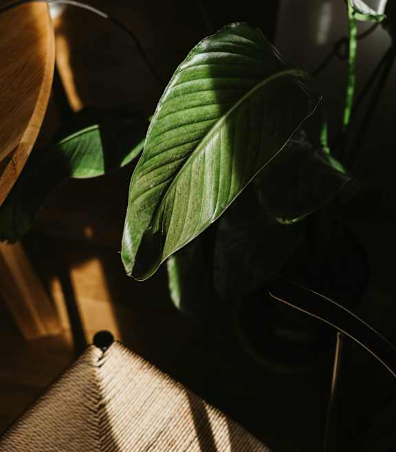 A green leafy plant in a pot.