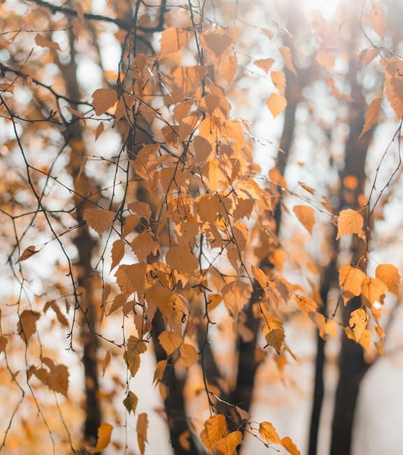 a group of trees with autumn leaves on them
