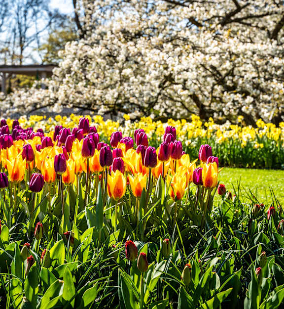 A field of yellow and orange tulips in the foreground with a white flowering tree in the background.