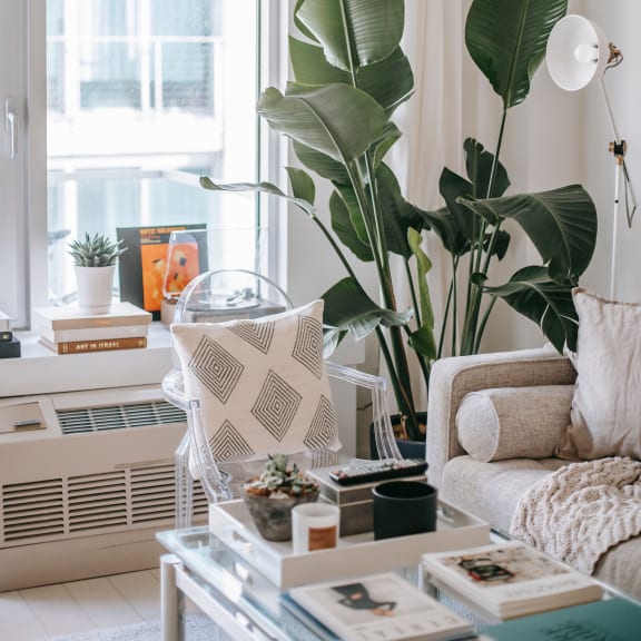 a living room with a couch and coffee table with a large plant in front of a window