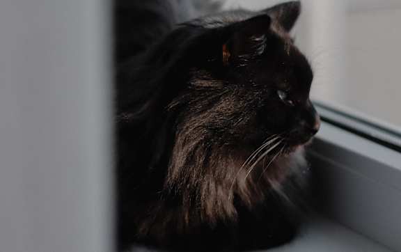 A black cat with a white chest is sitting on a windowsill.