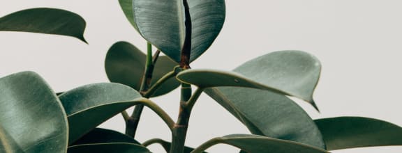 a close up of a green plant