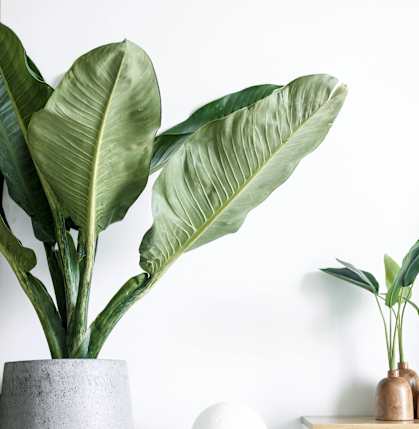 a large green plant in a concrete vase next to a white table