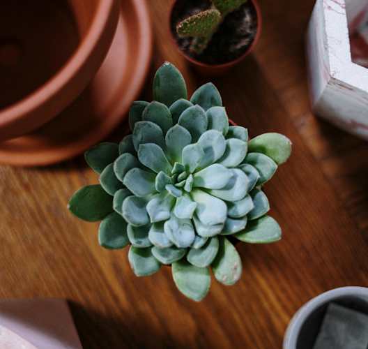 a succulent plant on a wooden table